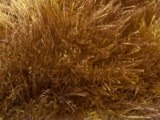 maritzaambre